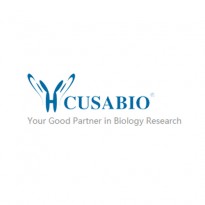 [Cusabio] Antibody Pairs