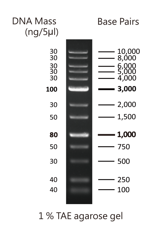 [EFM-D05-500] EF 1K Plus DNA Ladder RTU