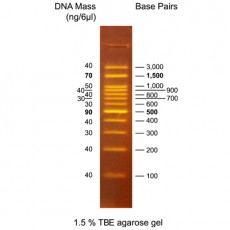 [EFM-D10-500] EF 100bp Fluore DNA Ladder RTU