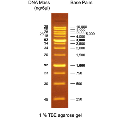 [EFM-D15-500] EF 1K Fluore DNA Ladder RTU