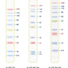 [EFM-PM01-250/EFM-PM01-500] CLEAN Prestained Protein Ladder
