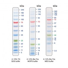 [EFM-PM05-250/EFM-PM05-500] PRECISION Prestained Protein Ladder