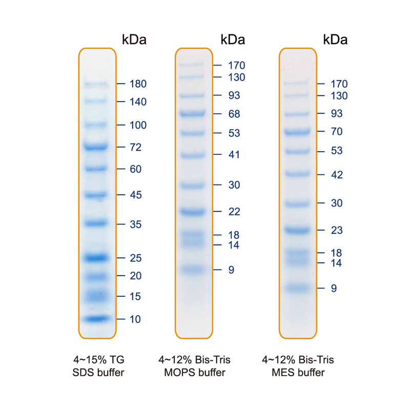 [EFM-PM10-250/EFM-PM10-500] AllBlue Prestained Protein Ladder