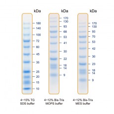 [EFM-PM10-250/EFM-PM10-500] AllBlue Prestained Protein Ladder