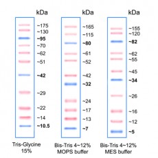 [EFM-PM15-250/EFM-PM15-500] PiNK Prestained Protein Ladder